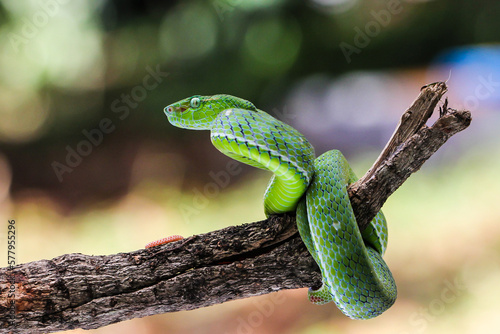 Beautiful Green Pit Viper snake on the branch with bokeh background 