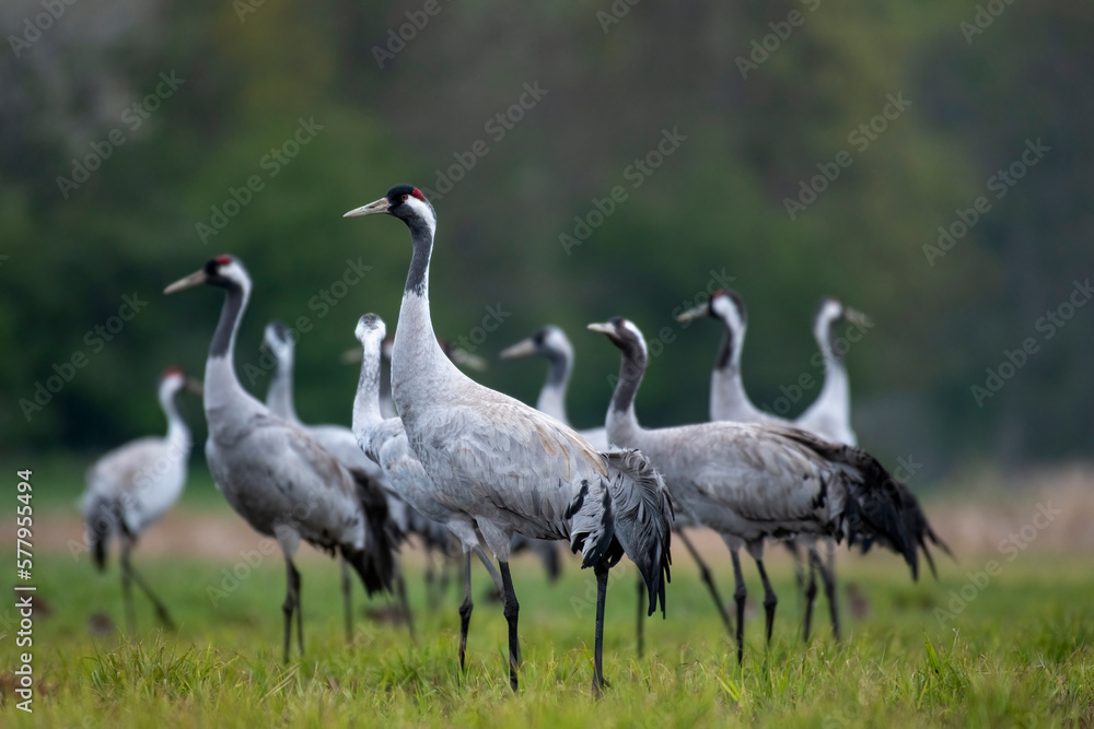 Obraz premium Common crane (Grus grus) in the wild. Early morning on swamp erens.