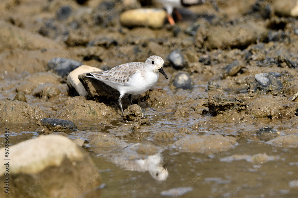 correlimos común o playero común buscando comida en el lodo de la orilla de la playa (Calidris alpina) correlimos común o playero común buscando comida en el lodo de la orilla de la playa (Calidris alpina)