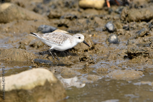 correlimos común o playero común buscando comida en el lodo de la orilla de la playa (Calidris alpina)  photo