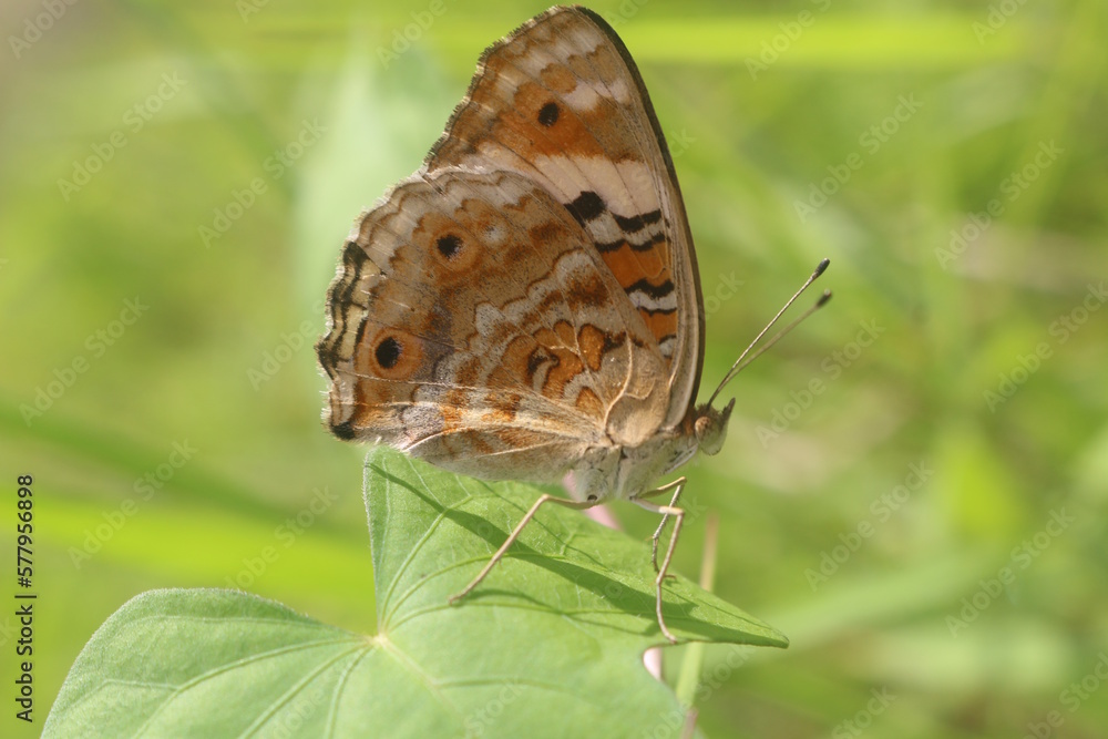 Fototapeta premium Butterfly : A very beautiful animal butterfly with its beautiful wings usually flies gracefully.