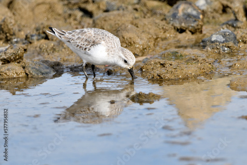 correlimos común o playero común buscando comida en el lodo de la orilla de la playa (Calidris alpina)  photo