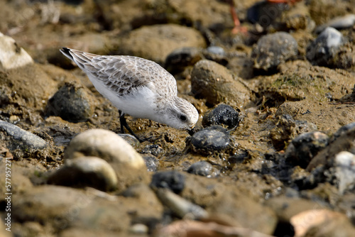 correlimos común o playero común buscando comida en el lodo de la orilla de la playa (Calidris alpina) 