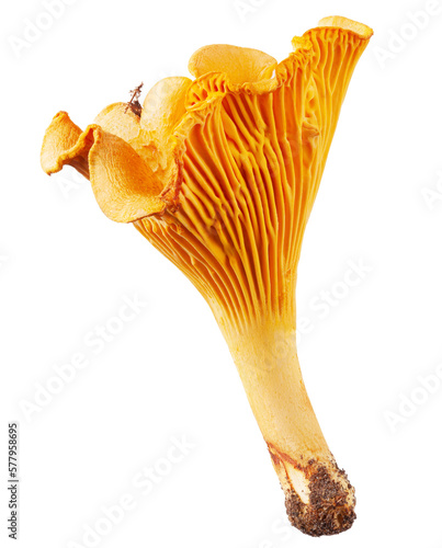 Chanterelle mushroom. Edible mushroom (Boletus badius) without a background. Package design element. Wild forest mushrooms