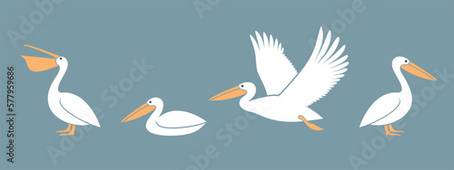 Pelican logo. Isolated pelican on white background photo