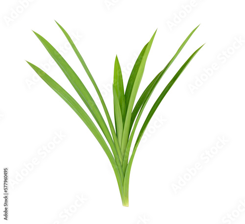 Wallpaper Mural Pandanus Palm, Fragrant Pandan, Pandom wangi on transparent png Torontodigital.ca