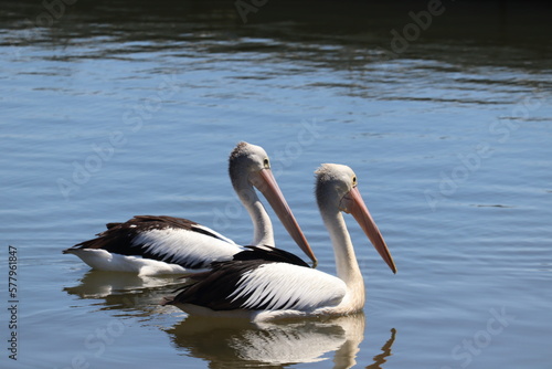 pelicans on the water © 종원 최