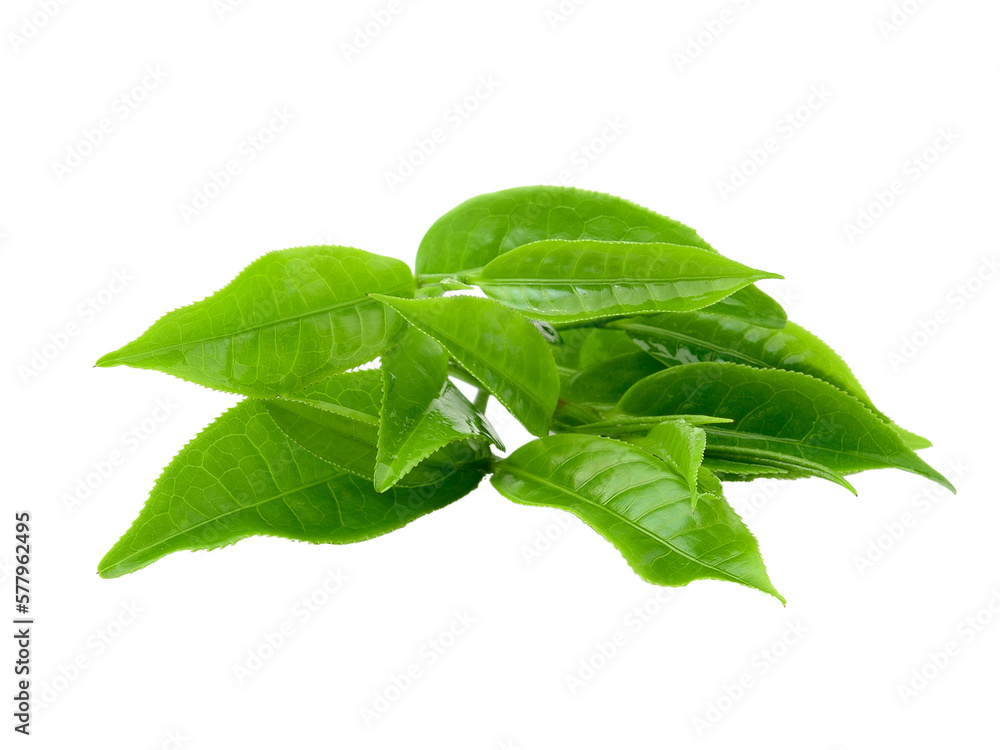 Obraz premium tea leaf isolated on transparent png