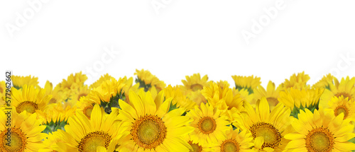 Fotografija Yellow sunflowers in a border arrangement isolated on white or transparent backg