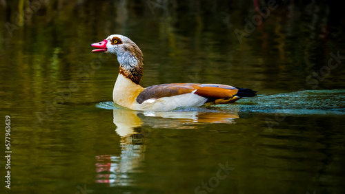 Egyptian goose swimming on green water of lak