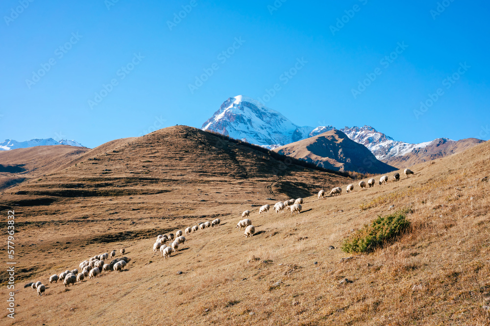 A flock of sheep pulls through the open grasslands in the mountains of stepantsminda in the greater caucasus georgia.