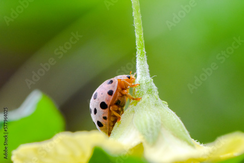 Close up of yellow Lady bug or Asian lady beetles on yellow flower