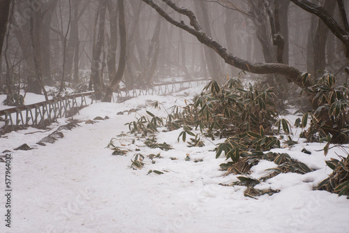 View landscape and snow falling covered on plant tree in forest on Hanla Mountain volcano or Mount Halla in Hallasan National Park for korean people travel visit in Jeju Island in Jeju-do, South Korea photo