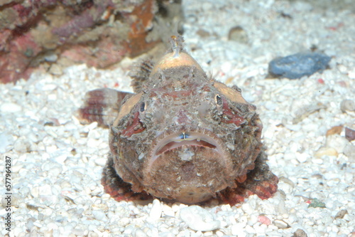 Closeup photo of a fish in an aquarium