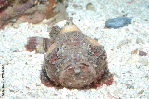 Closeup photo of a fish in an aquarium