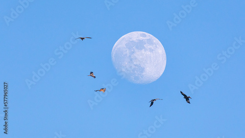 Mond mit Rotmilanen. photo