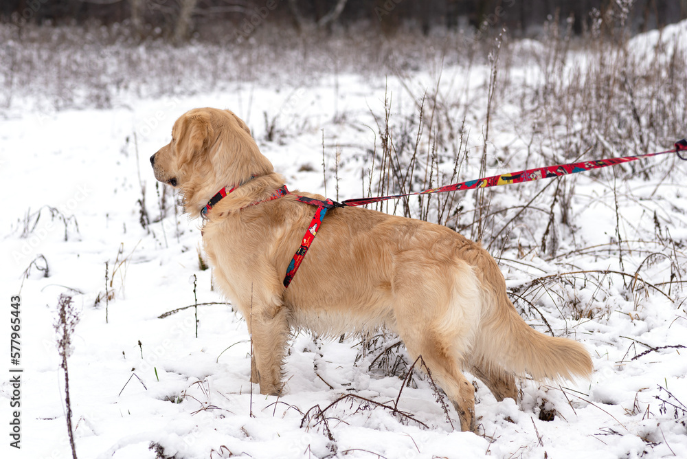 Young Golden Retriever on a walk in the forest in winter kept on a leash in braces.