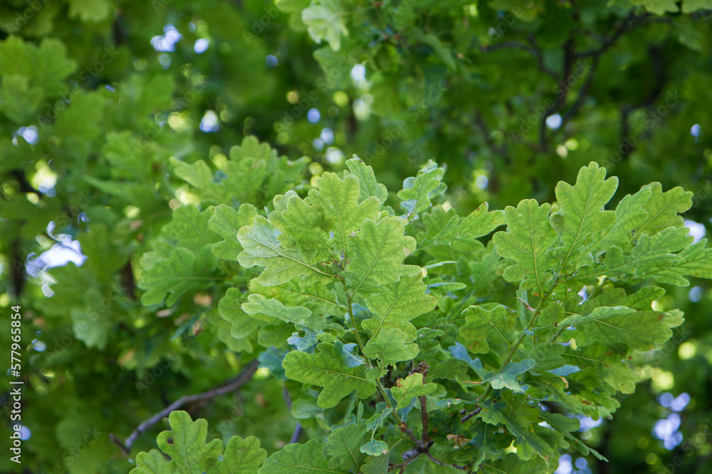 Oak tree branches covered with leaves seen upwards Oak tree branches covered with leaves seen upwards