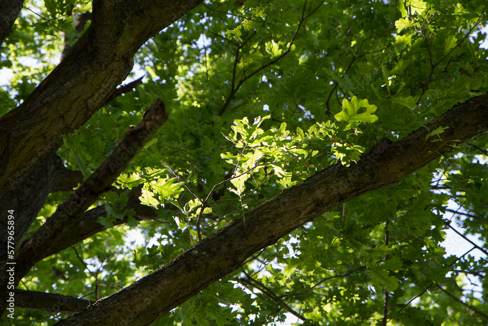 Oak tree branches covered with leaves seen upwards Oak tree branches covered with leaves seen upwards
