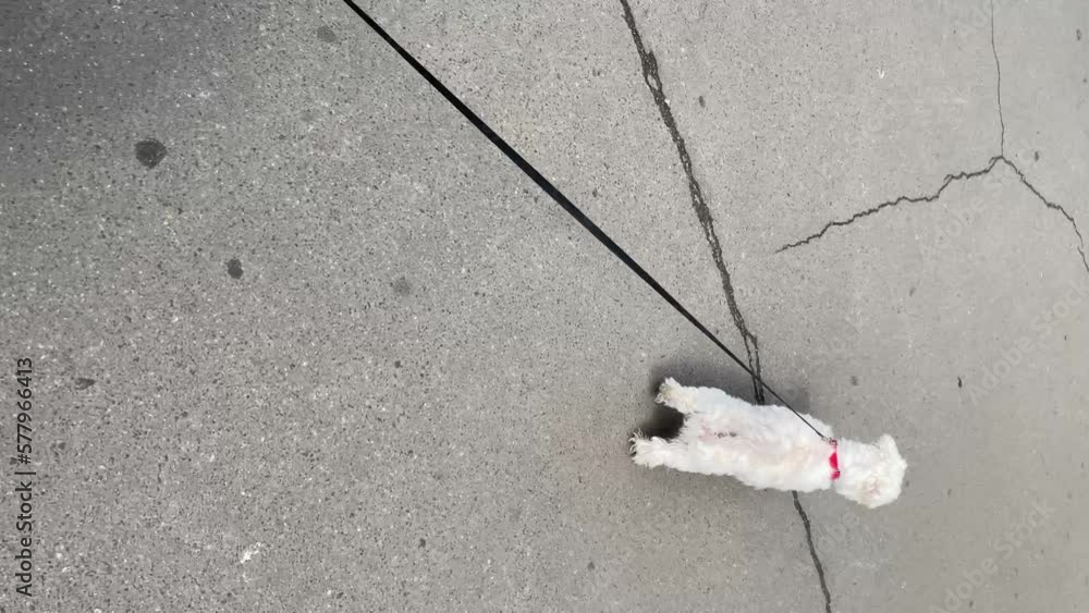 Stockvideon Maltese dog on a leash runs on asphalt, vertical video