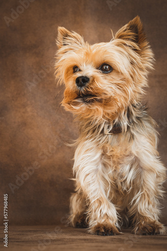 Mini Yorkshire Terrier