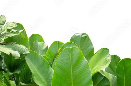 Fototapeta Group of green leaf isolated on white background with clipping path of graphice