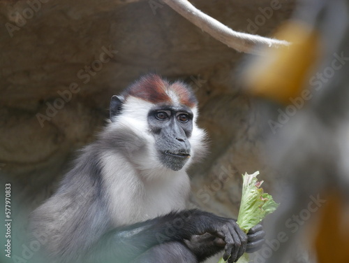 Mangabey de corona blanca