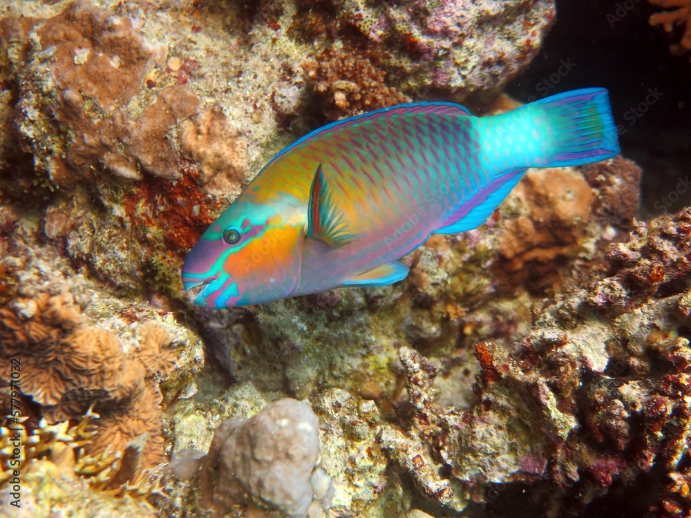 parrot fish of red sea parrot fish of red sea