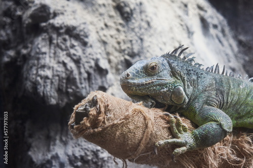 iguana on a rock