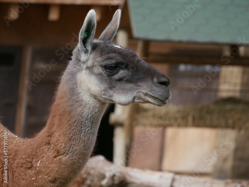 Guanaco