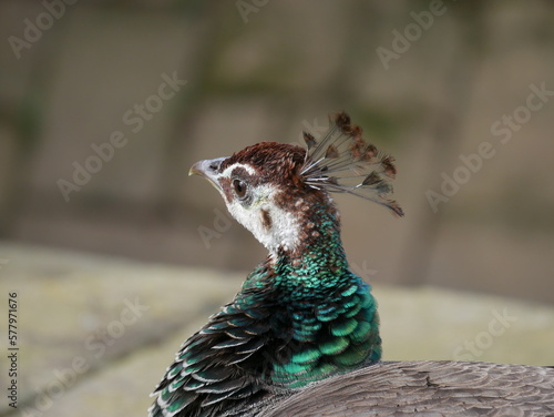 Pavo real