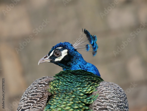 Pavo real