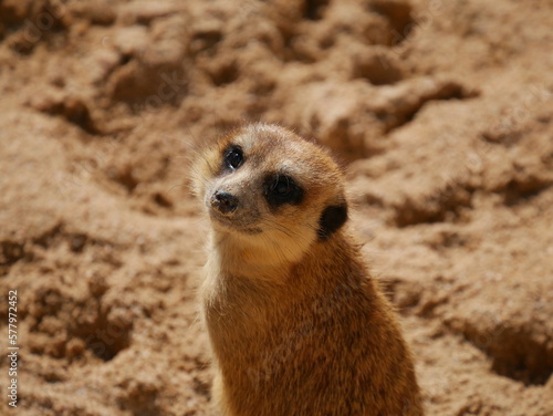 Suricata