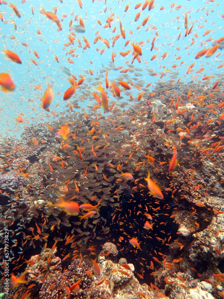 Red Sea fish and coral reef in Egypt