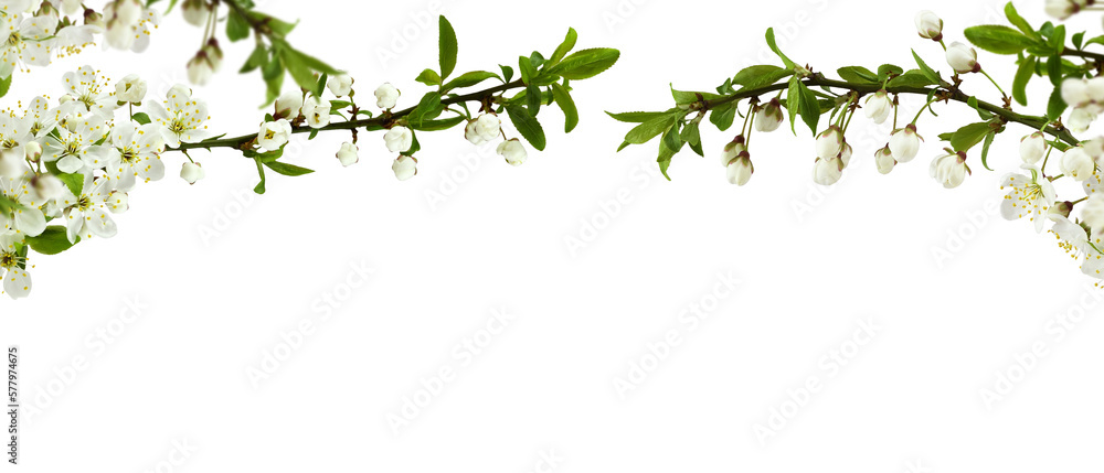 Spring cherry twigs with blooming flowers in a top border arrangement isolated on white or transparent background