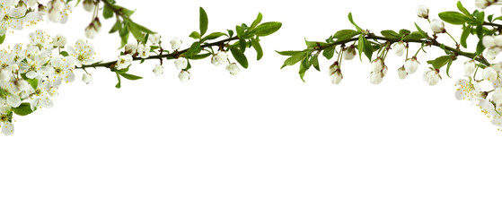 Spring cherry twigs with blooming flowers in a top border arrangement isolated on white or transparent background