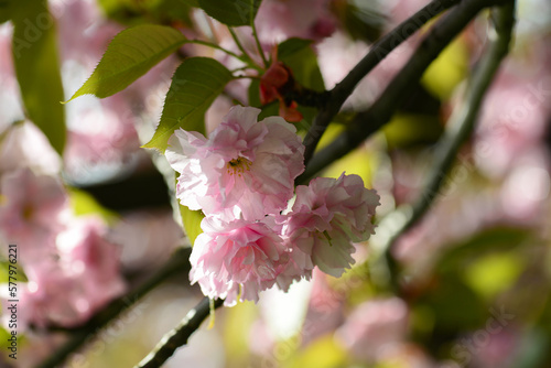 Cherry blossoms close up. Natural floral background. Delicate pink sakura flowers in spring. Cherry blossom branch on blurred background