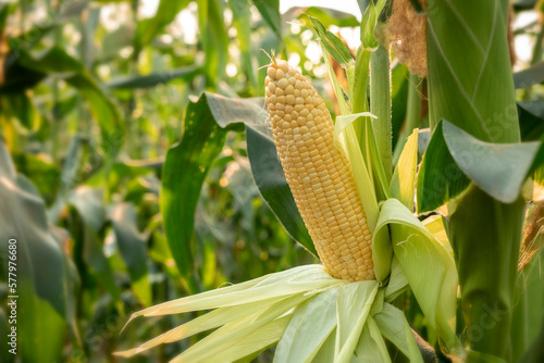 Fototapeta Naklejka Na Ścianę i Meble -  Close-up of sweet corn cob in organic corn field.