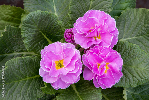 Double primrose (Primula vulgaris) spring flower