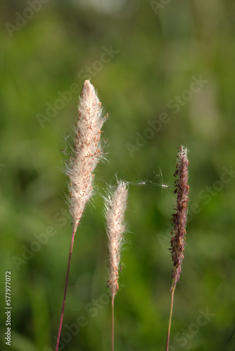 grass flowers white color closeup with sunshine shaded