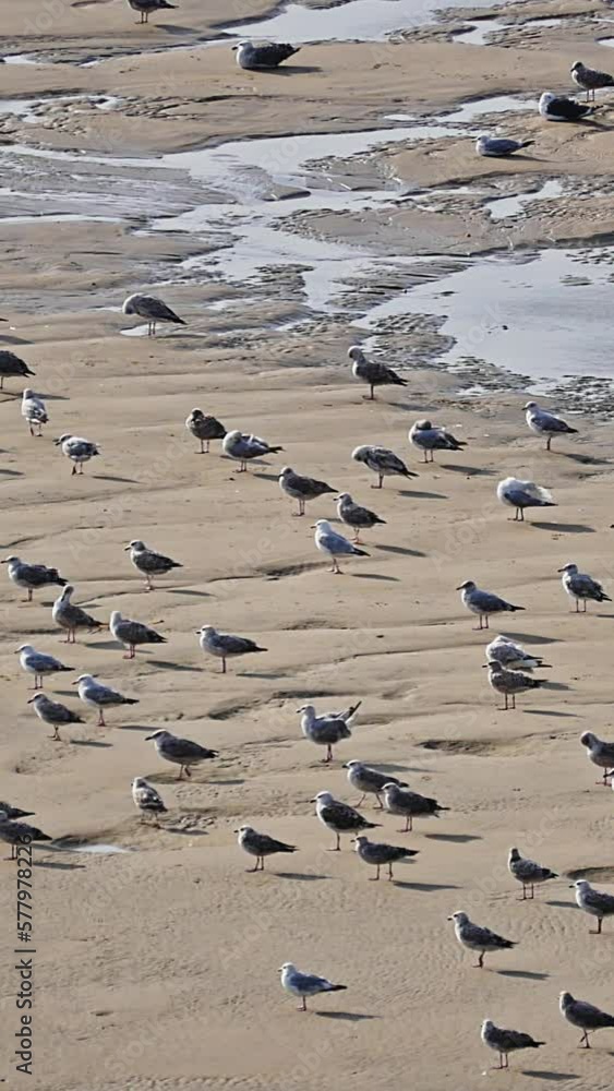 Nature, seagulls on a sandy beach, vertical short video, social media background Nature, seagulls on a sandy beach, vertical short video, social media background
