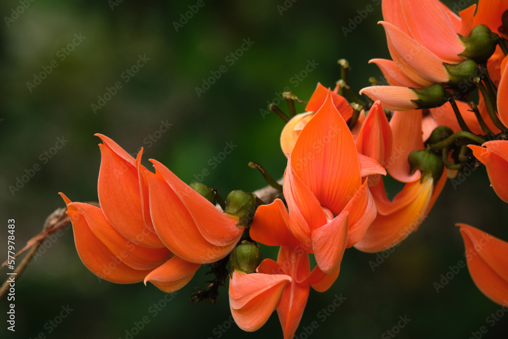 Beautiful flowers blooming Orange colour in summer time Beautiful flowers blooming Orange colour in summer time