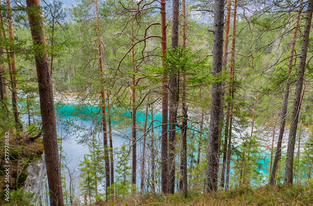 Bäume vor Untersee Bayern Bäume vor Untersee Bayern