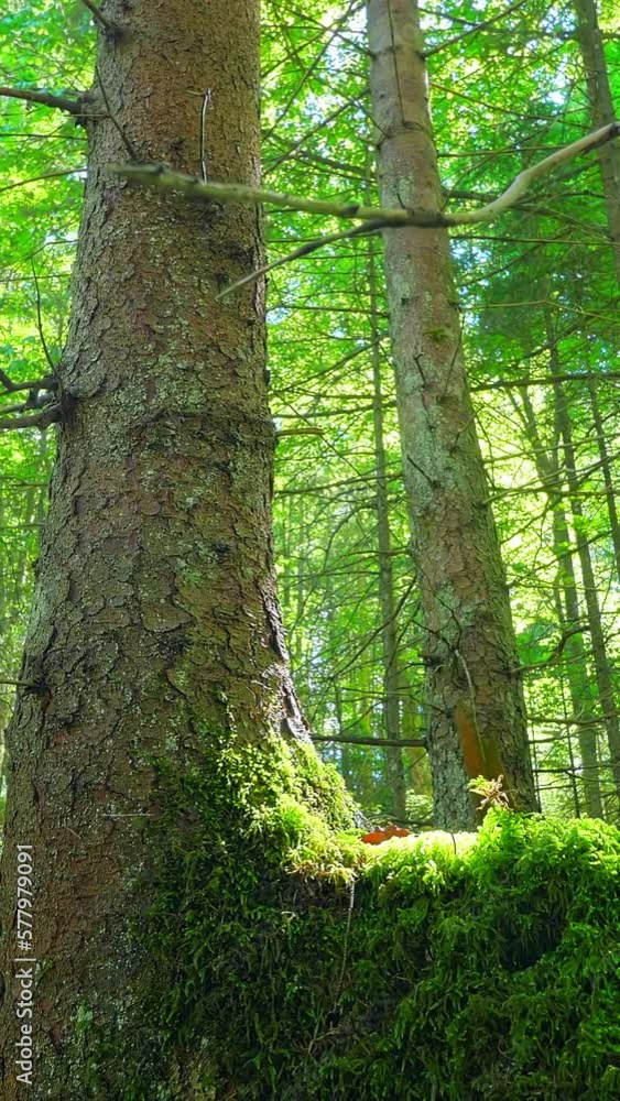 Nature, tree trunk detail, moss covered root, dolly shot, vertical footage Nature, tree trunk detail, moss covered root, dolly shot, vertical footage