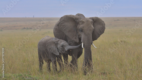 baby african elephant lovingly cuddles and bonds with its mother using its trunk in the wild savannah of the masai mara  kenya