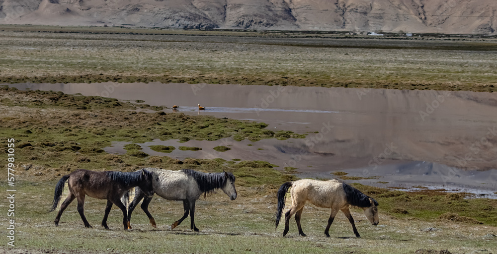 Naklejka premium wild horse in himalayan valley
