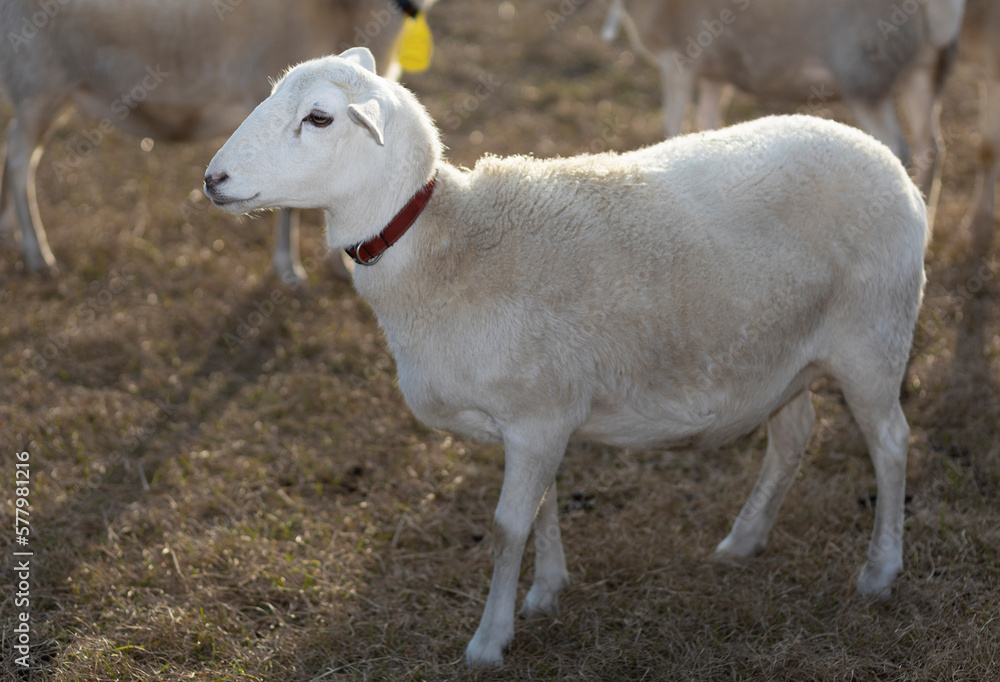Sheep on a field with sun coming from behind Sheep on a field with sun coming from behind