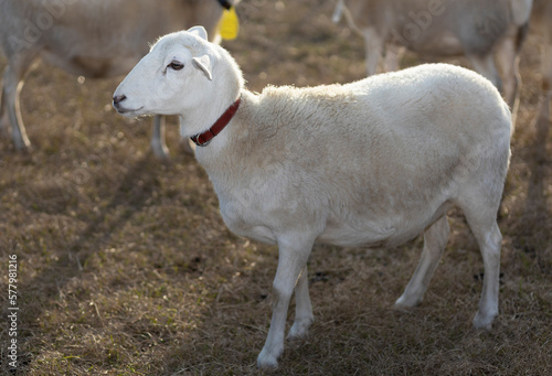 Sheep on a field with sun coming from behind