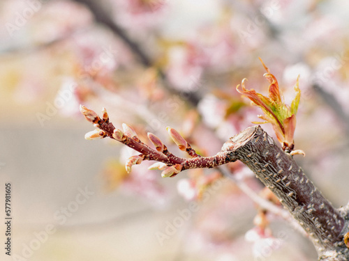 spring blossom in spring © HO