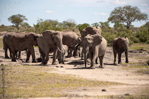 African elephant, A herd of elephants moves to the next watering hole in the savannah of Kenya. Beautiful animals photographed on a safari to a waterhole in the great outdoors of Africa